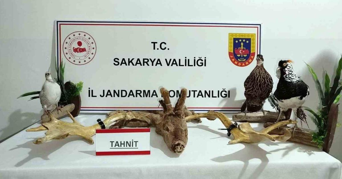 sakarya geyvede 98 kacak hayvan ele gecirildi eeuPzmve.jpg