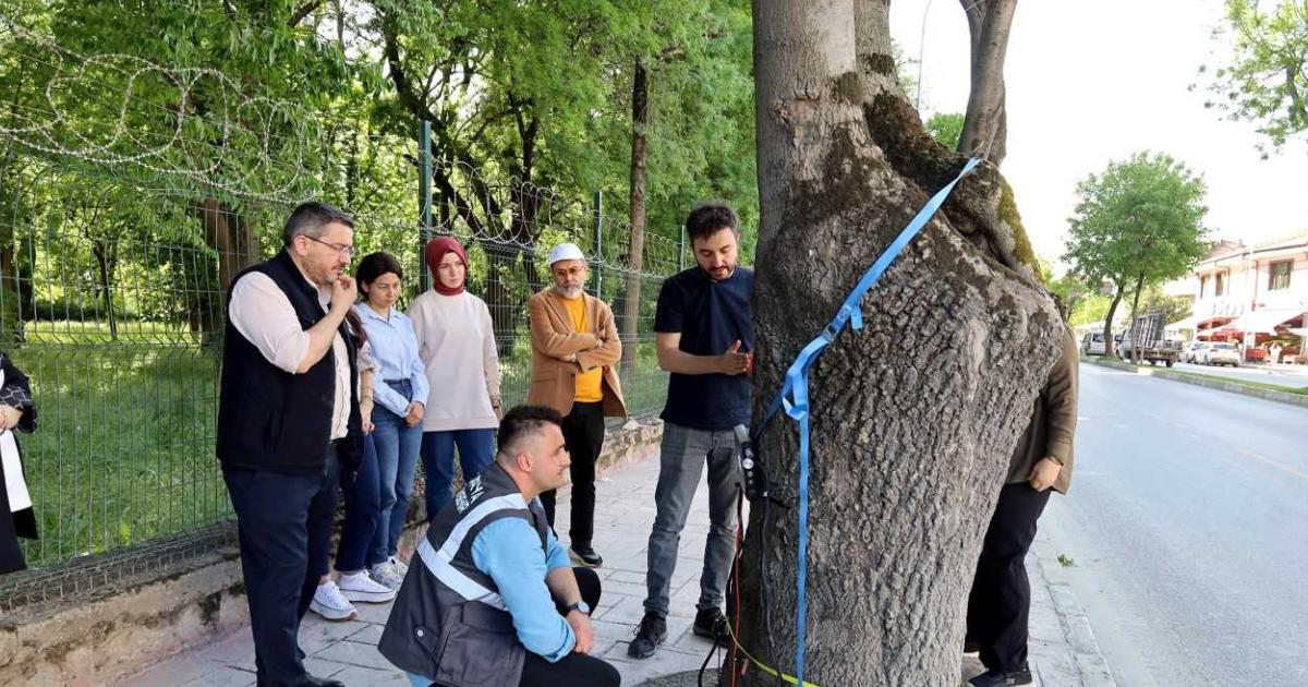 sakaryada agaclarin sagligini koruyacak yeni teknoloji uygulamasi 2IZUnI2v.jpg
