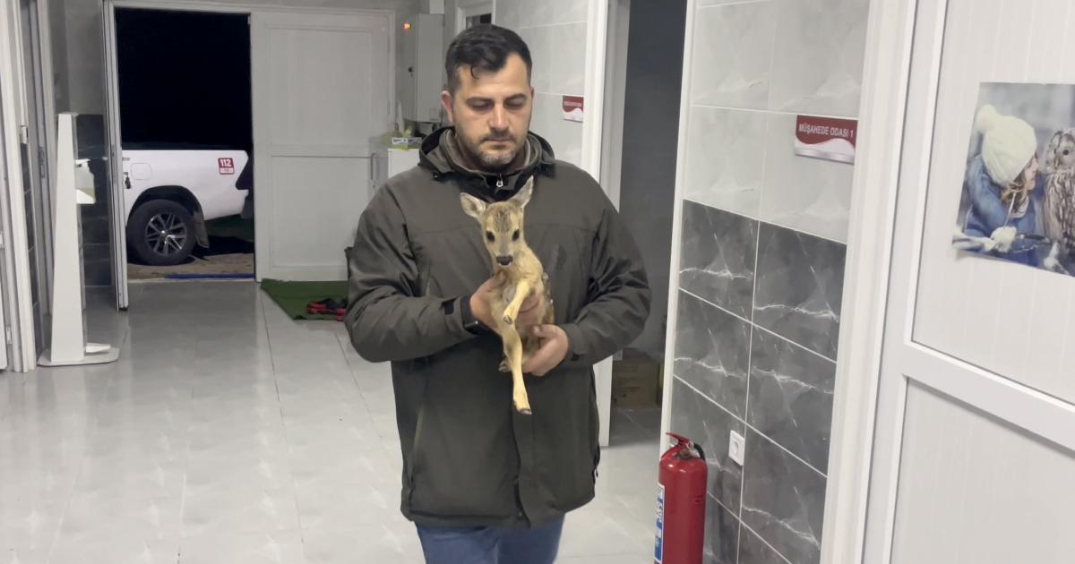 sinopta bulunan yavru karaca koruma altina alindi hNznCghQ.jpg