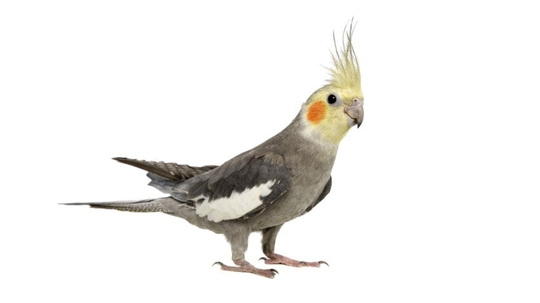 sultan papagan