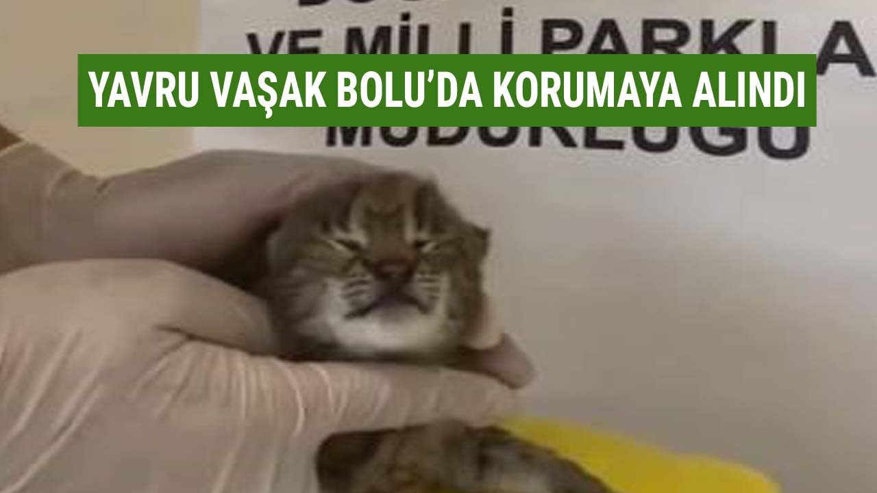 yavru vaşak korumaya alındı