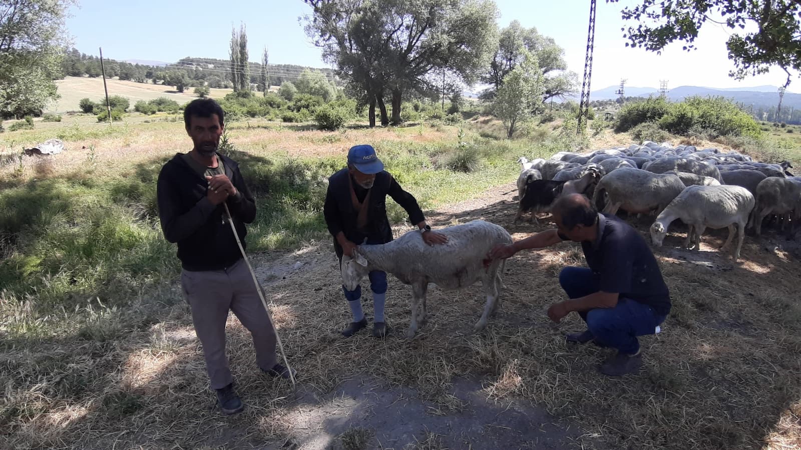Bolu’da Başıboş Köpek Alarmı (1)
