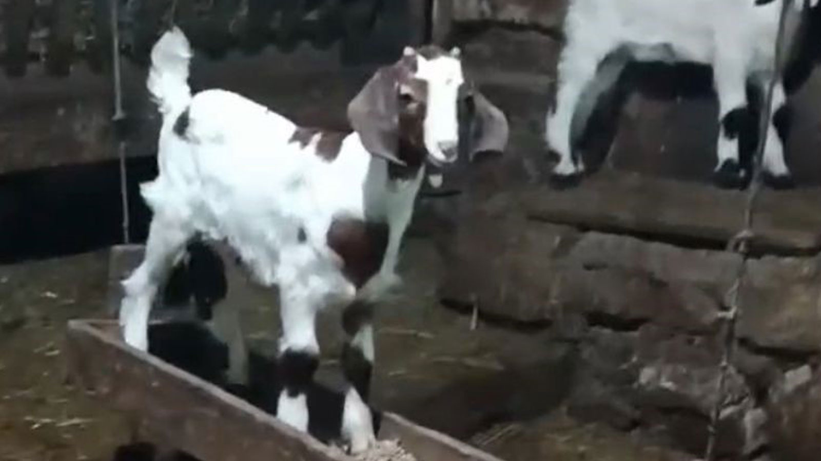 Bolu'da Salıncak Keyfi Yapan Oğlak Sosyal Medyayı Salladı!