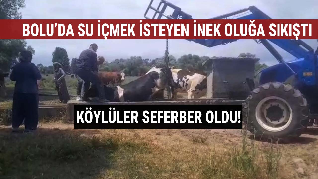 Bolu’da Su İçmek İsteyen İnek Oluğa Sıkıştı, Köylüler 2Seferber Oldu