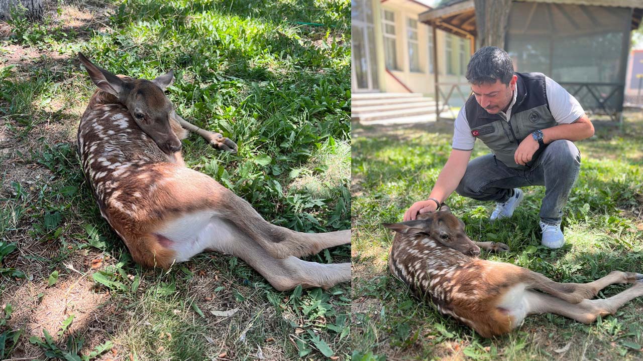 Bolu’da Yaralı Geyik Yavrusu Koruma Altına Alındı