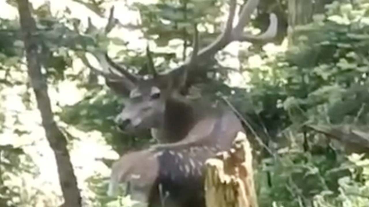 Kastamonu İhsangazi'de Benekli Kızıl Geyik Görüntülendi