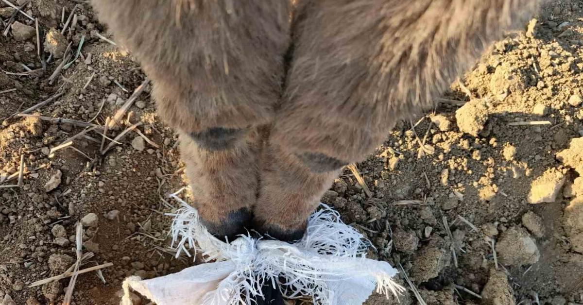 ankara elmadagda zavalli esegi coban kurtardi m2u1OUgs.jpg