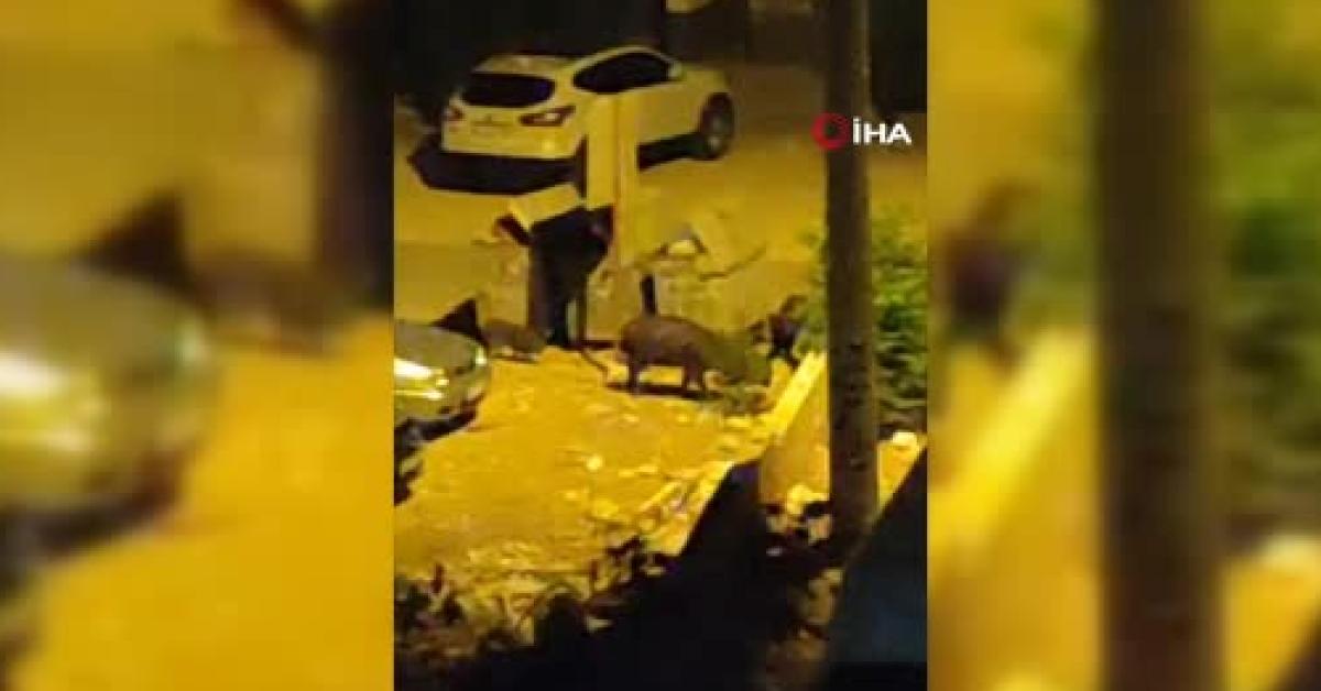 ankarada domuzlar sehre indi HORgHZRO.jpg