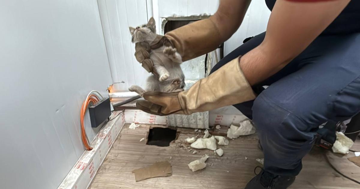gebzede sikisan zavalli kedi itfaiye ekiplerince kurtarildi 6GwZnObL.jpg