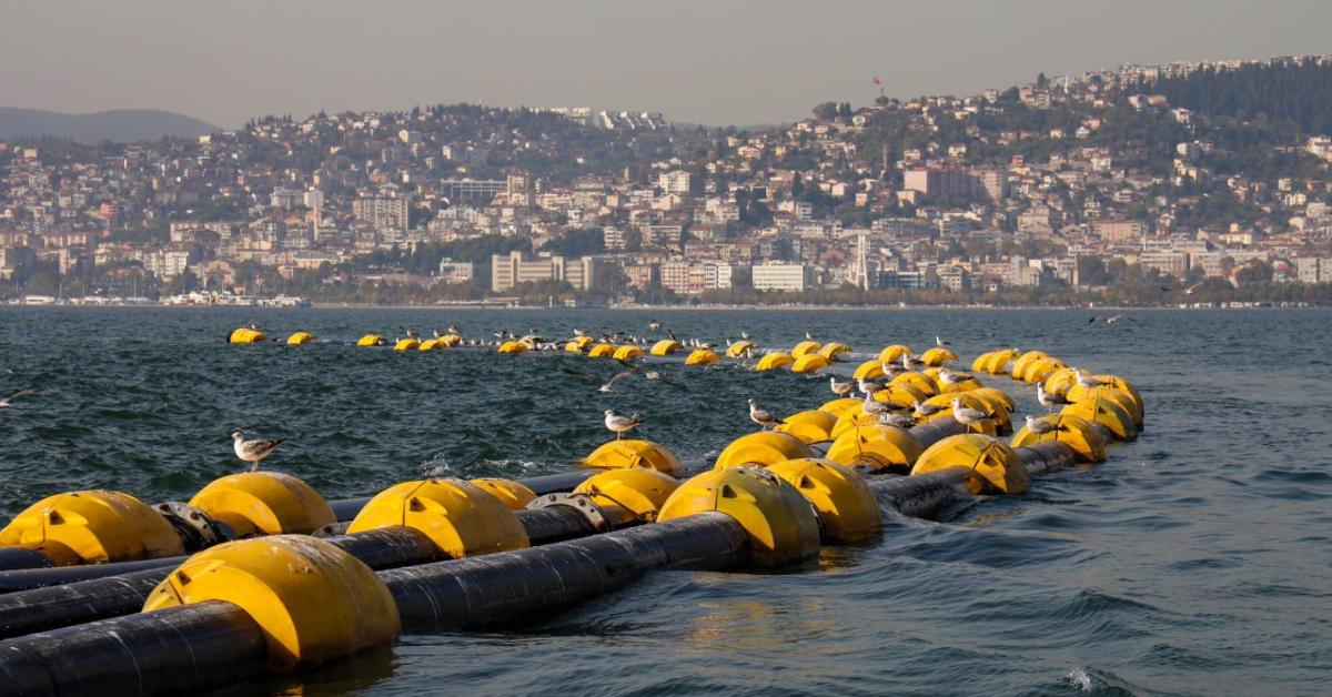 izmit korfezinden iyi haber oksijen seviyesi artti populasyon canlandi yrLNIafp.jpg