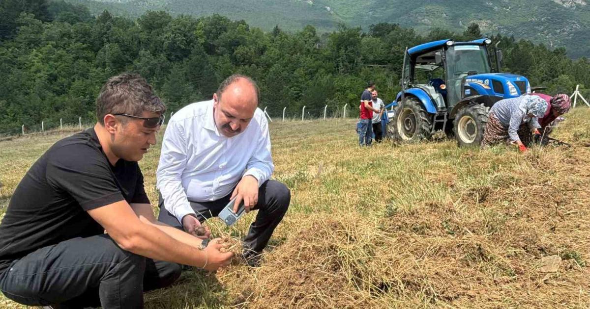 karabuk safranbolu tariminda yeni donem hasat basladi 82u9KMPG.jpg