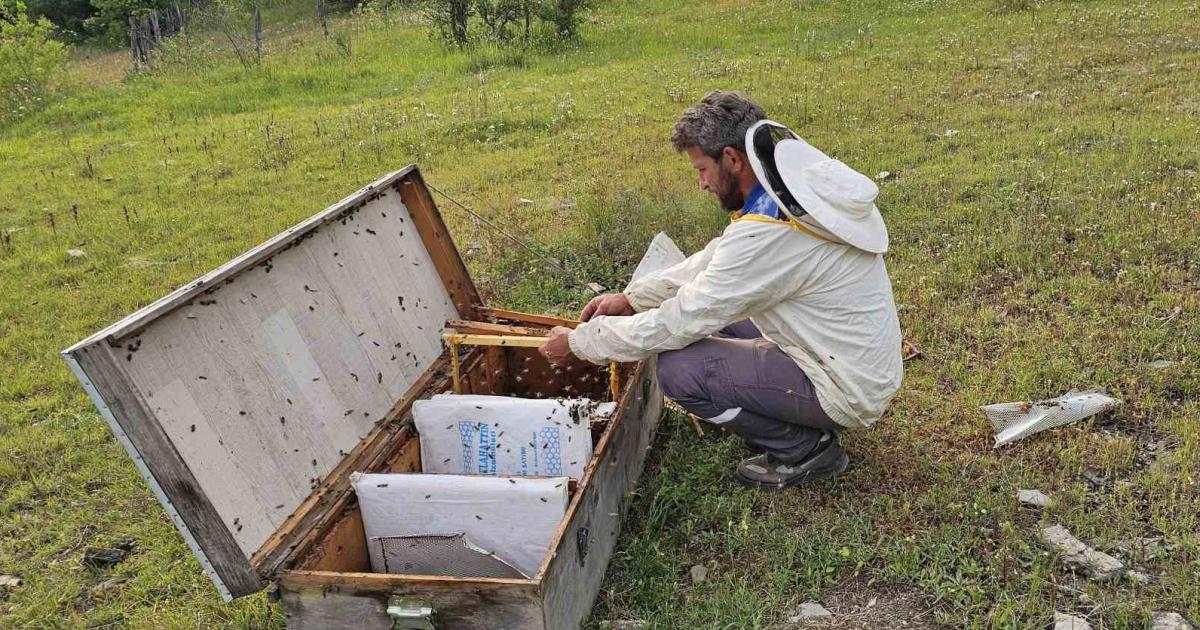 kastamonu cidede ayi saldirilari artiyor PkXUycNg.jpg