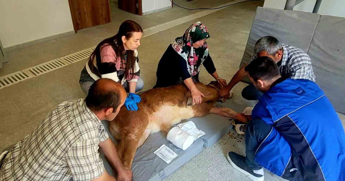 kastamonu universitesinde buzagi ameliyati basariyla gerceklestirildi 8nMXWGYB.jpg