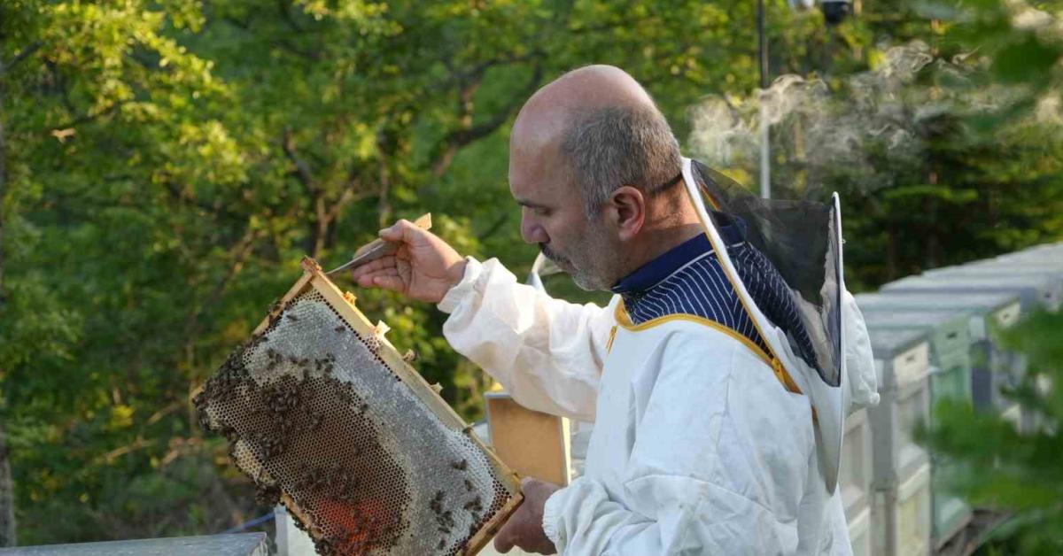 kastamonuda deli bal uretim sezonu basladi L4lwfD5e.jpg