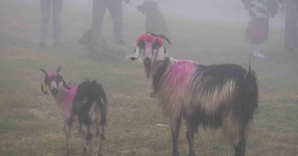 sakarya hendekte geleneksel yayla gocu basladi PFpfp812.jpg