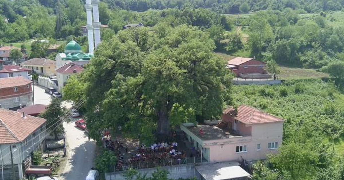 sinopta tarihi mese agaci 677 yildiz ayakta dVzKx8hs.jpg
