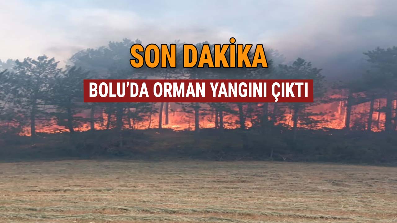 son dakika bolu'da orman yangını çıktı