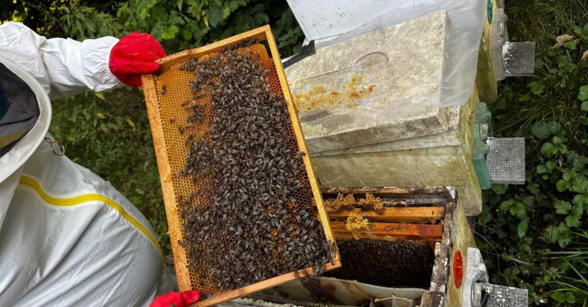zonguldakta aricilik gelenegini 100 kovanla devam ettiriyor 8ellS2Q3.jpg