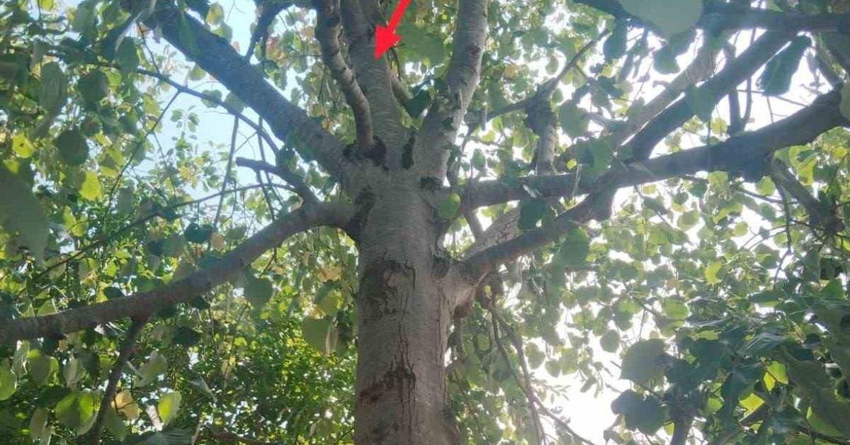 zonguldakta ihlamur toplamaya cikan kadin agactan dustu 9cq6uhhw.jpg