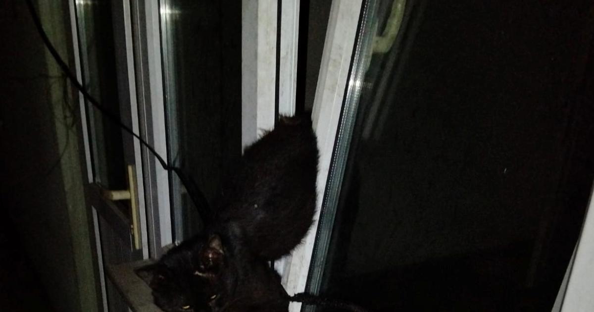 zonguldakta pencereye sikisan kedi kurtarildi jm8wqv7r.jpg