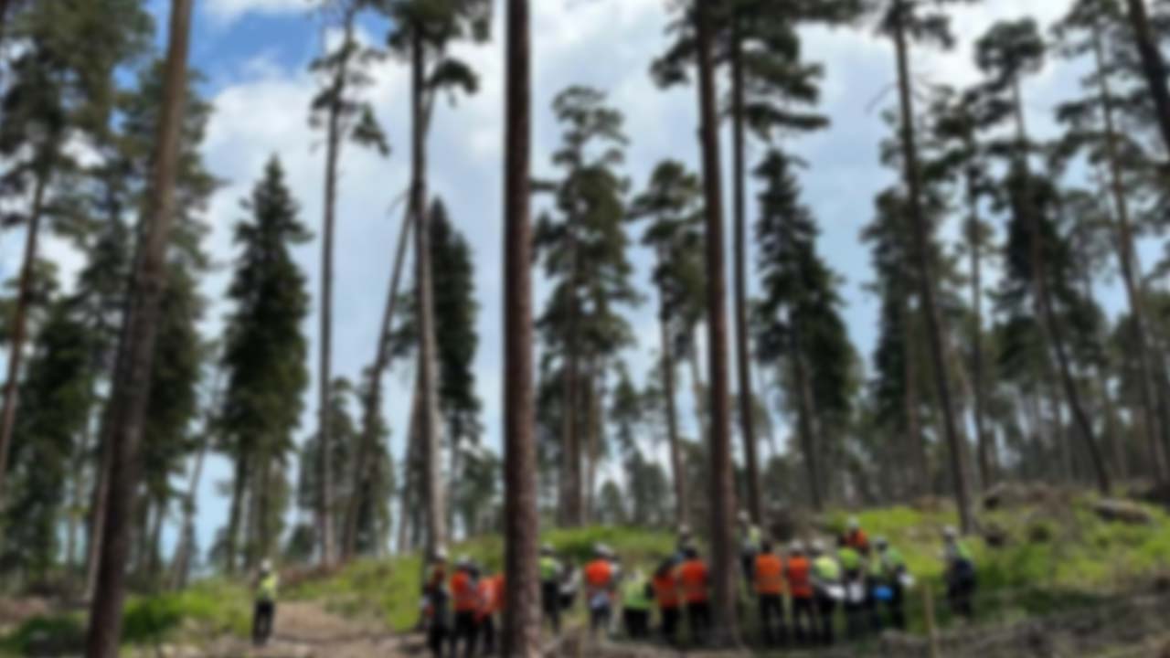 Bolu’da Ağaçlar Bir Bir Budanıyor