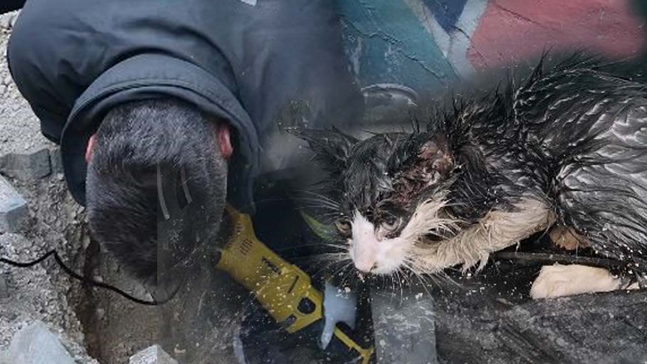 Bolu’da Kedi Kurtarma Operasyonu