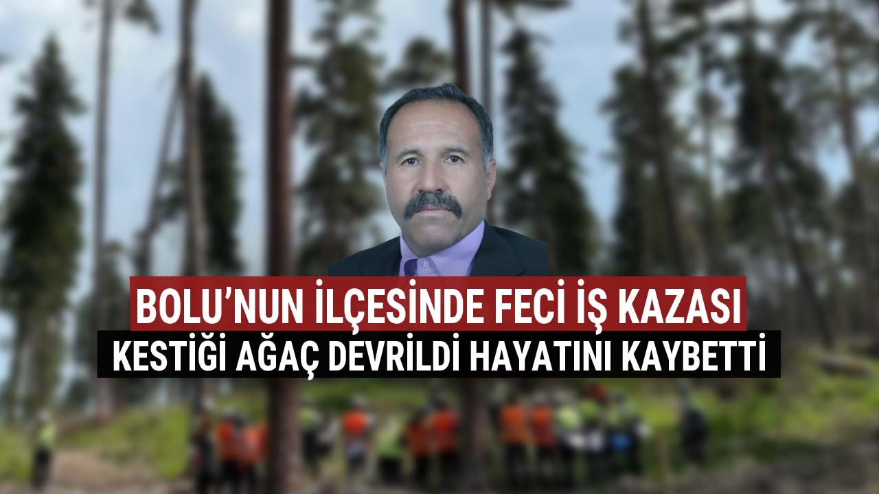 Bolu'nun İlçesinde Feci İş Kazası Kestiği Ağaç 4Devrildi Hayatını Kaybetti