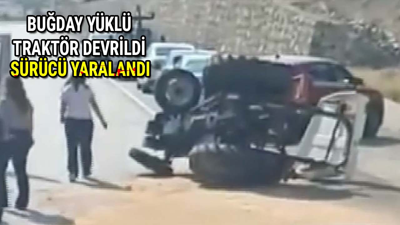 Buğday Yüklü Traktör Devrildi Sürücü Yaralandı