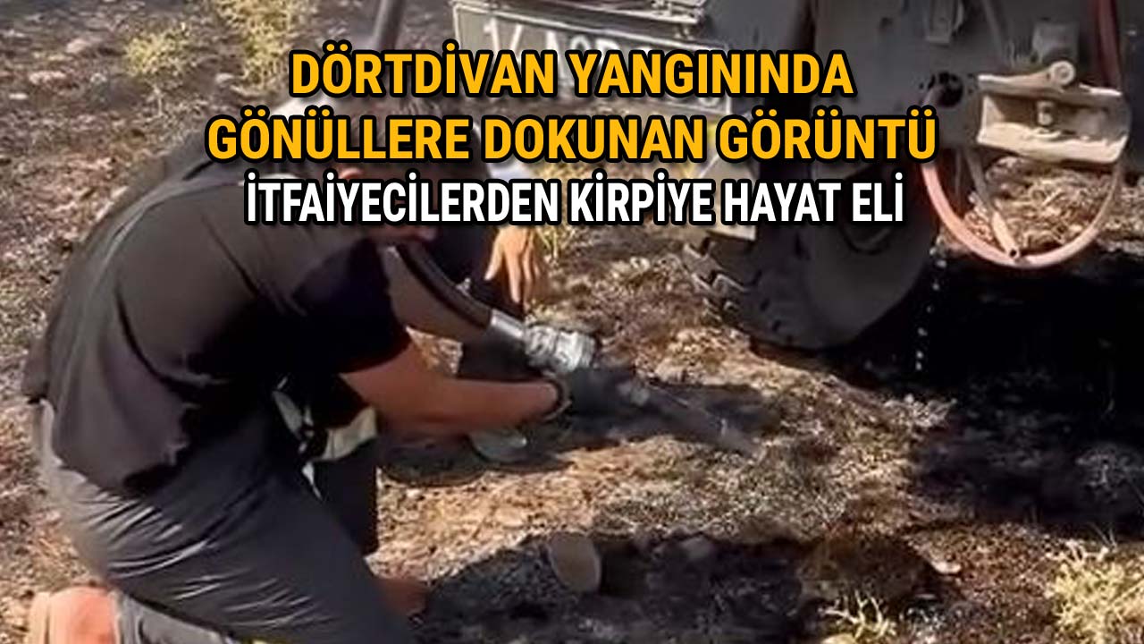 Dörtdivan Yangınında Gönüllere Dokunan Görüntü İtfaiyecilerden Kirpiye Hayat Eli