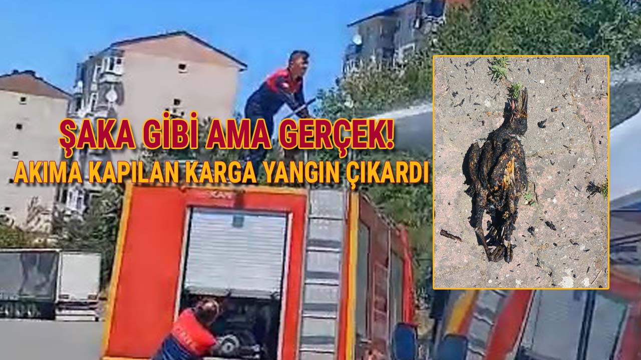 ŞAKA GİBİ AMA GERÇEK AKIMA KAPILAN KARGA YANGIN ÇIKARDI