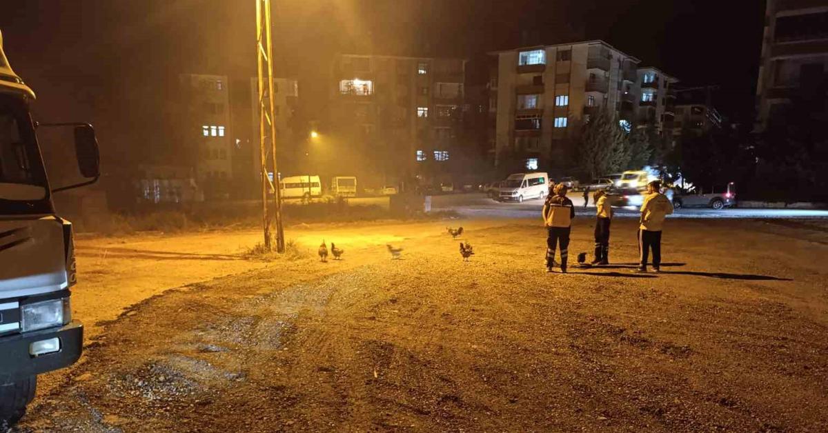ankara beypazarinda kumes tyangini 41 tavuk telef oldu maPzYEHX.jpg