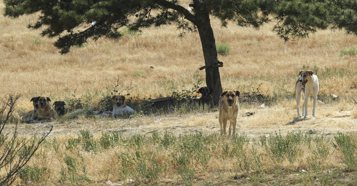ankara yenimahallede basibos kopek saldirisi vatandaslar endiseli lhO18I5s.jpg