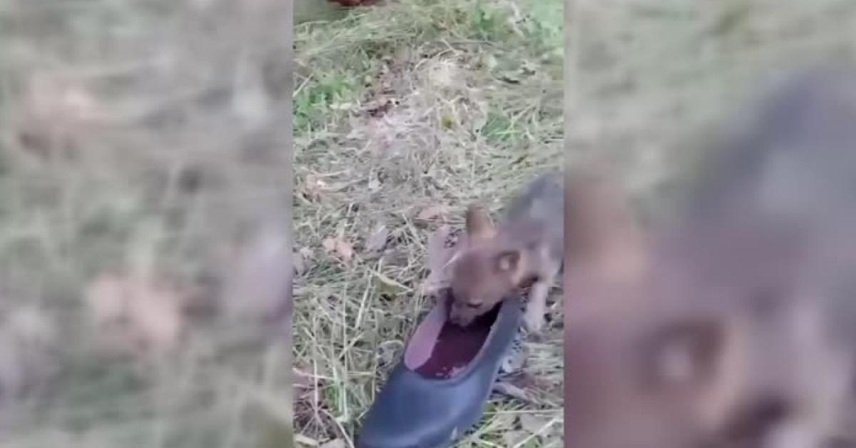 bartinda cakala insanlik yapildi ERUckUAG.jpg