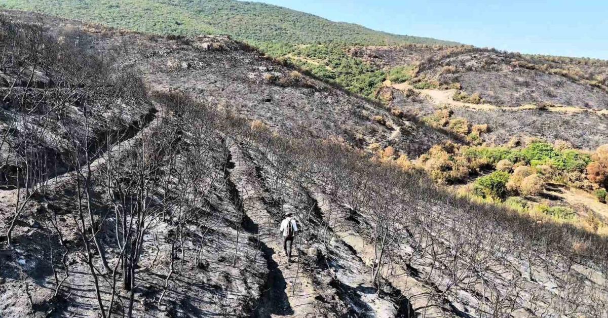 bilecikte orman yangini sonrasi yurek burkan manzara w32n8fEq.jpg