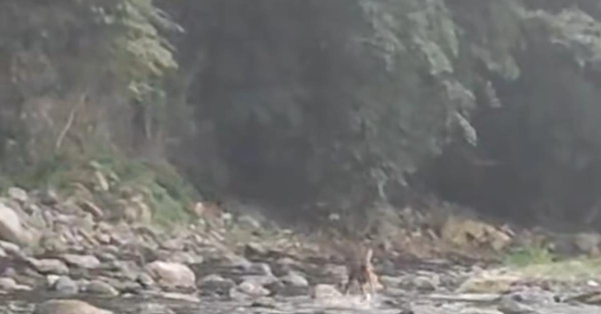 duzcede bir karaca serinlemek icin dereye girdi tcJbImgK.jpg