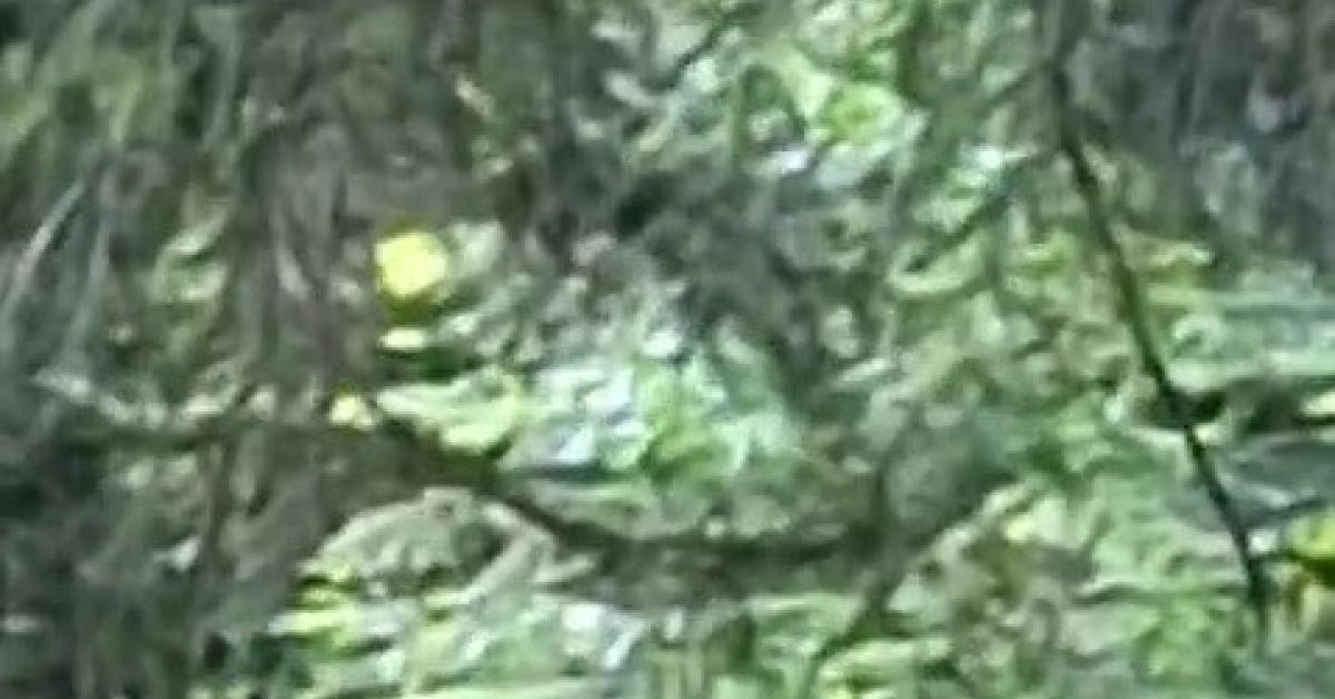 karabuk ormanlarinda surpriz karsilasma nwcsgbI5.jpg