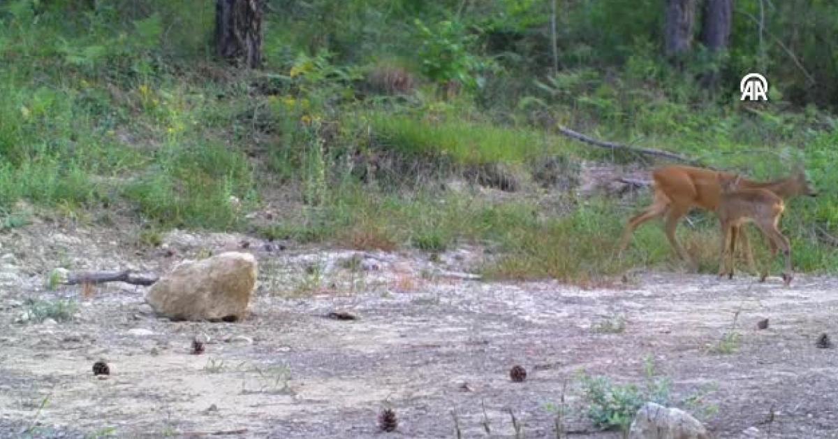 karabuk safranboluda yaban hayati fotokapanla goruntulendi Ia4pRucz.jpg