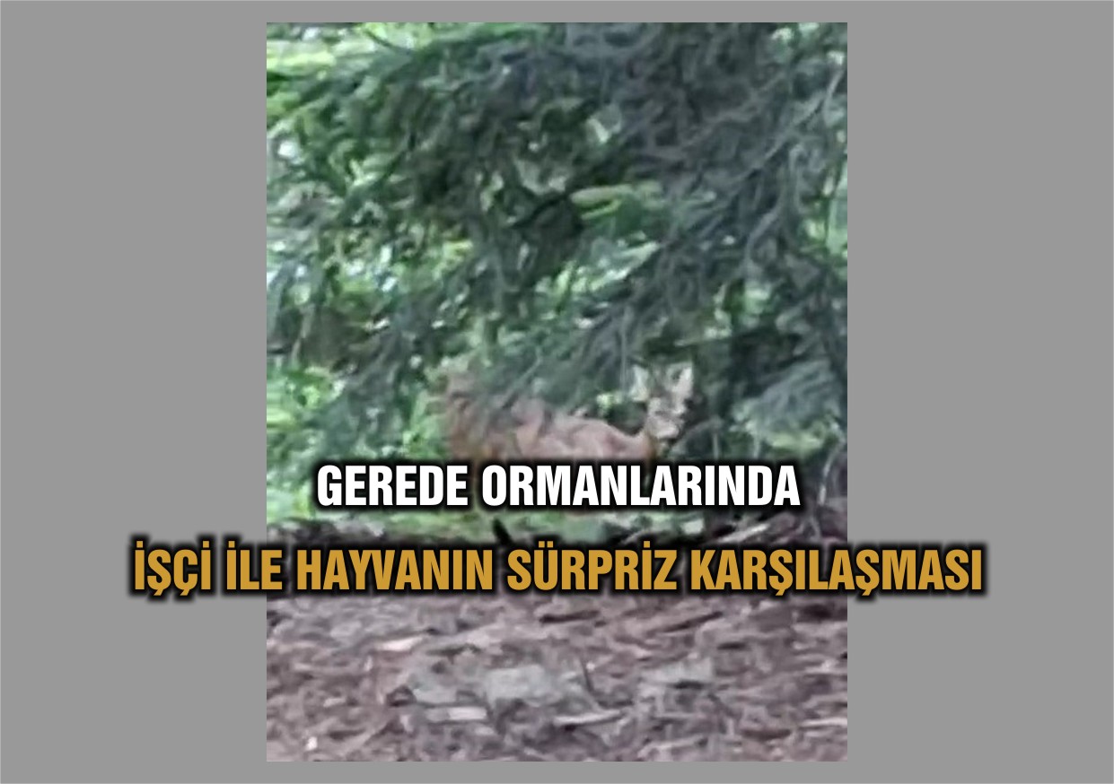 karaca