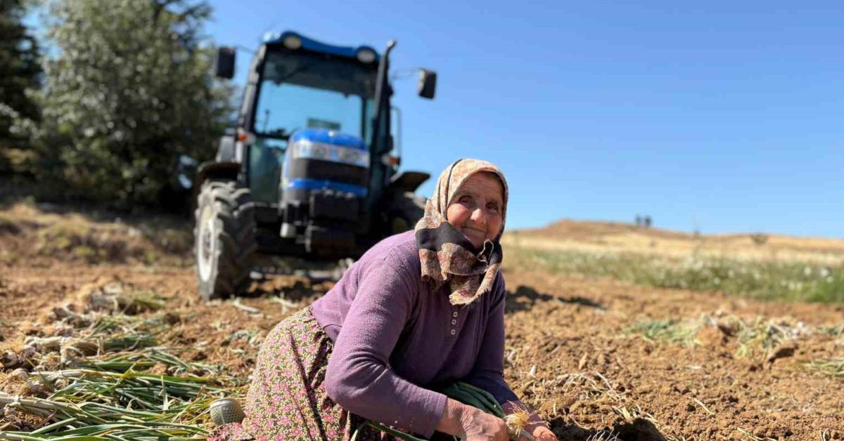 kastamonu taskopru sarimsak geliyor EMcWRZOb.jpg