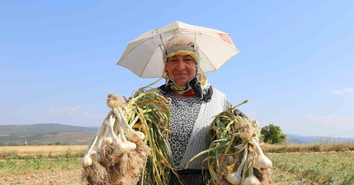 kastamonu taskoprude sarimsak hasadi kavurucu sicakta devam ediyor H7hwNCJw.jpg