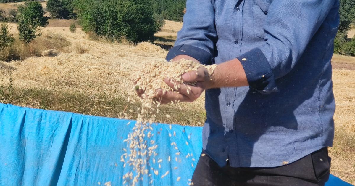 kastamonuda 12 bin yillik siyez bugdayinin hasadina baslandi 4rTIRjz7.jpg