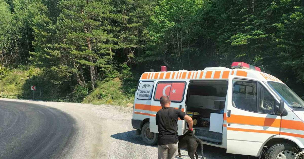 kastamonuda 8 metrelik rogara dusen kopekler kurtarildi c9bhhDPQ.jpg