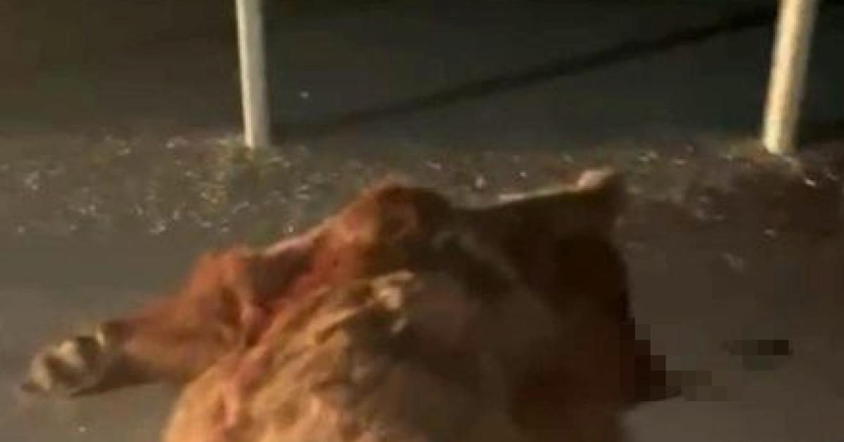 kastamonuda anne ayi ve yavrulari kazada hayatini kaybetti dubQ8nvh.jpg
