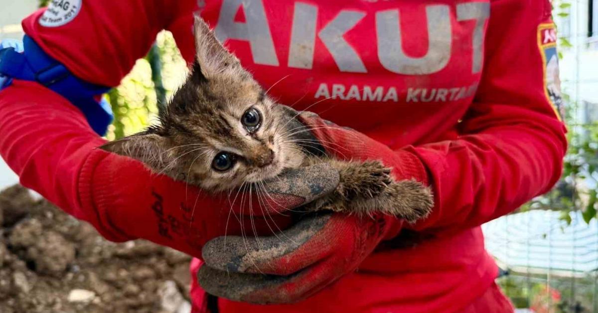 kocaelide 7 gun mahsur kalan yavru kedi kurtarildi r9WaxP5D.jpg