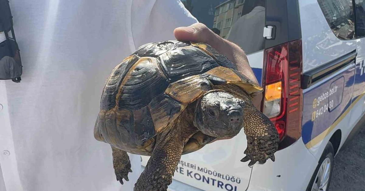 kocaelide gecekondu yangini bir yarali bir kaplumbaga kurtarildi xctxuiWd.jpg