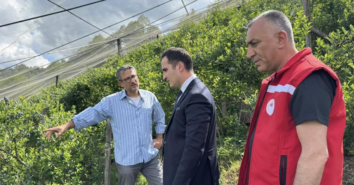 samsun salipazarina yaban mersini bahcesi kuruldu ym122Qz1.jpg