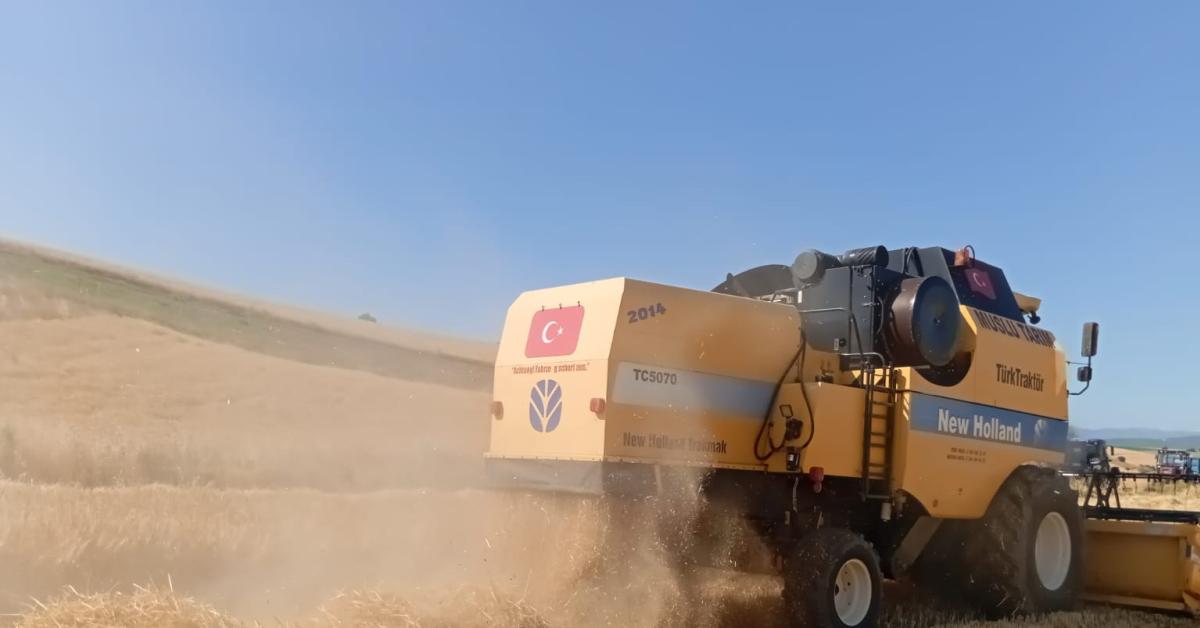 samsun vezirkoprude 70 bin ton rekolte bekleniyor 8qQDPPAq.jpg