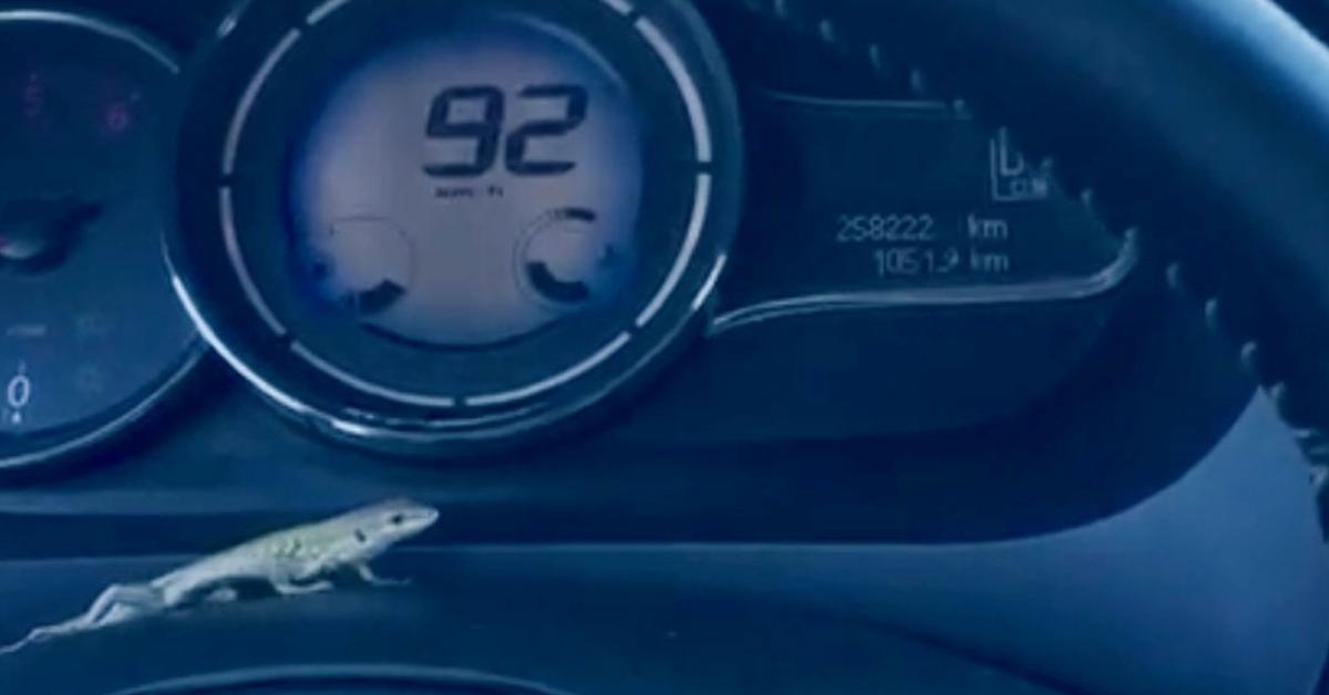 seyir halindeki otomobilde kertenkele panigi birden ortaya cikti 1nUxkQOy.jpg