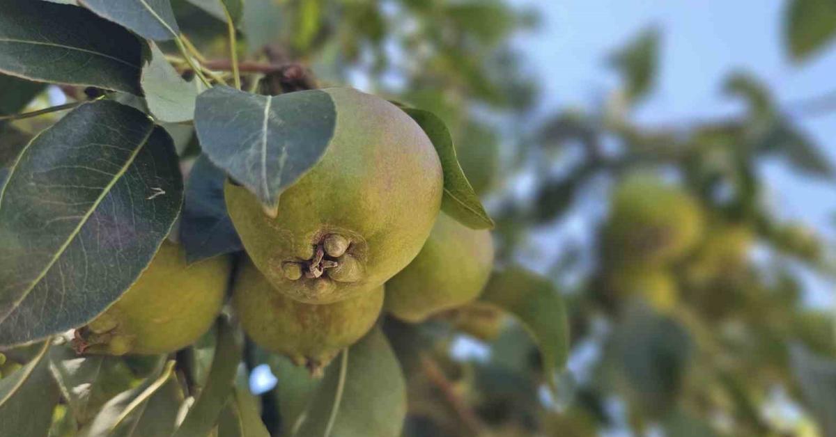 zonguldakta madenden emekli olup armutcu oldu 80 ton bekliyor MqbggrM4.jpg