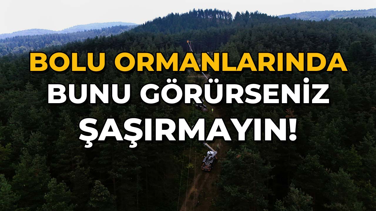 Bolu Ormanlarında Bunu Görürseniz Şaşırmayın!